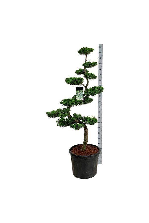Cipres Juniperus Kaizuka