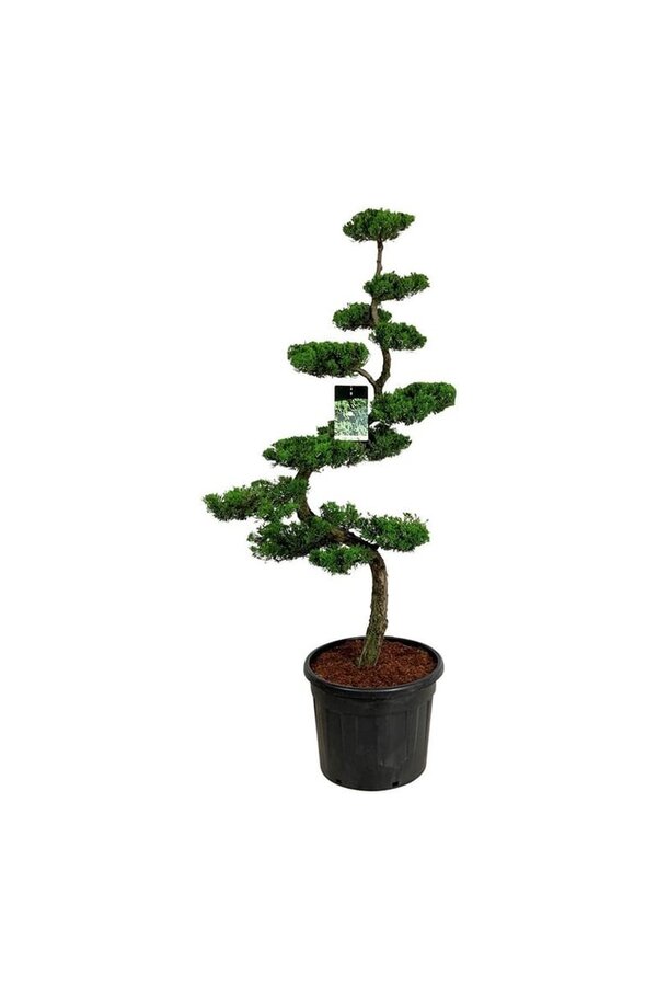 Cipres Juniperus Kaizuka