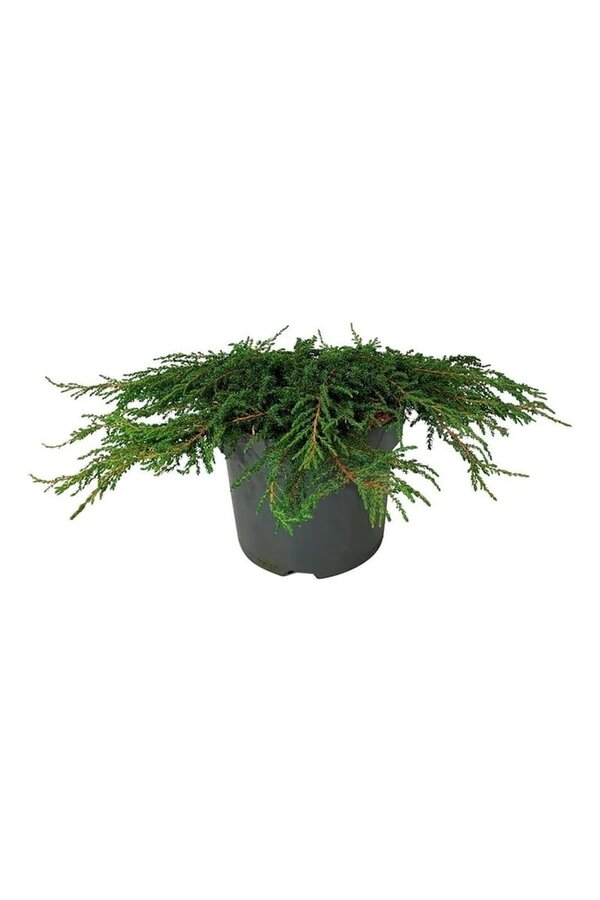 Cyprès Juniperus Green Carpet