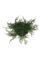 Cyprès Juniperus Green Carpet