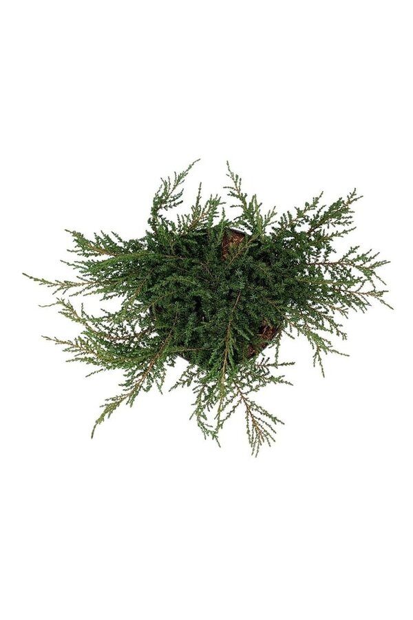 Cyprès Juniperus Green Carpet