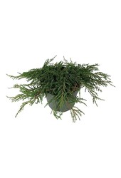 Cyprès Juniperus Green Carpet