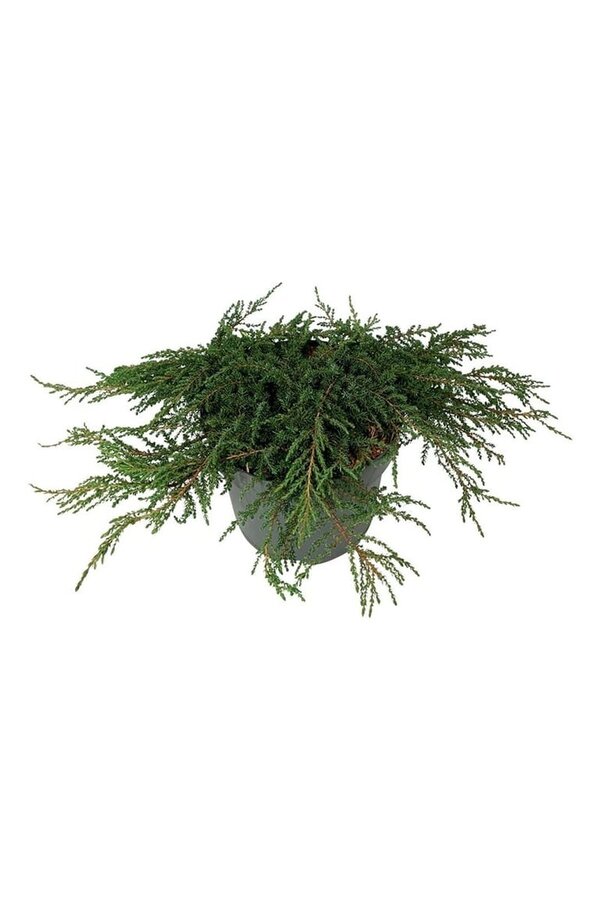 Cyprès Juniperus Green Carpet