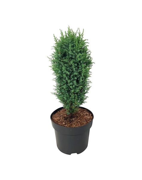 Juniperus