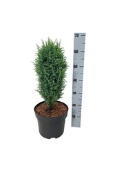 Cipres Juniperus Compressa