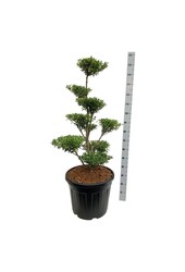 Ilex crenata Blondie