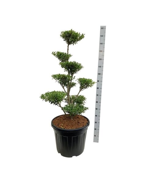 Ilex Crenata