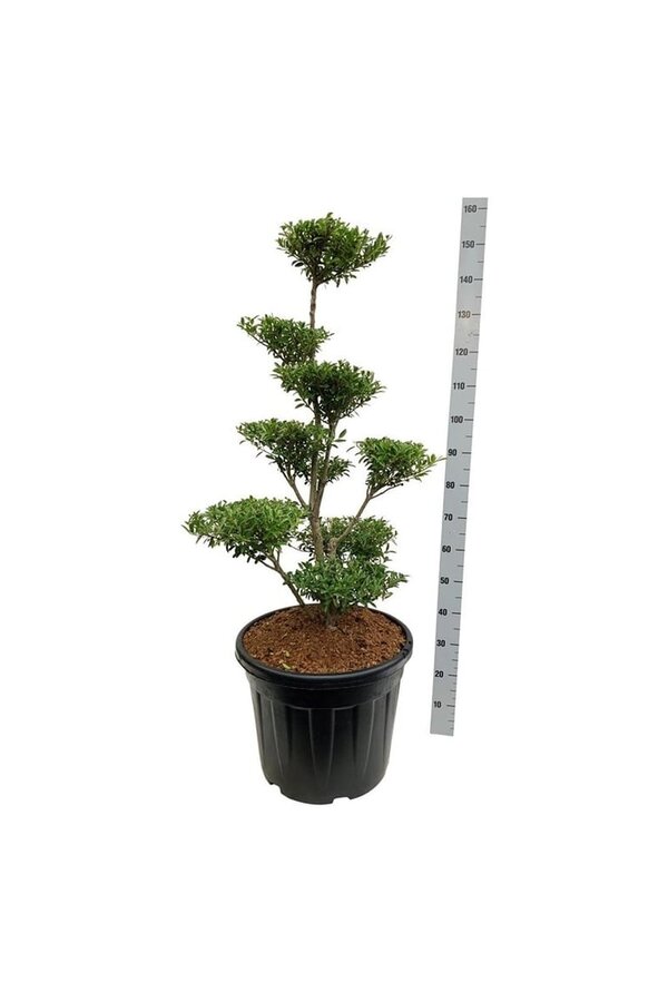 Ilex crenata Blondie