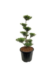 Ilex crenata Blondie