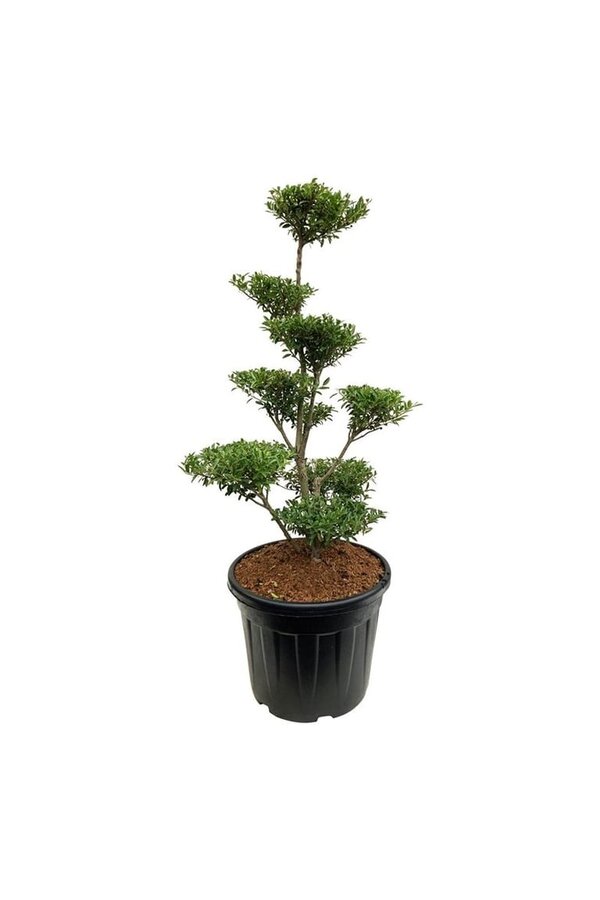 Ilex crenata Blondie