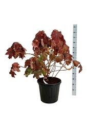 Hortensia Hydrangea Alice