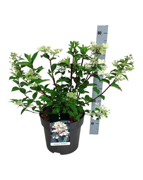 Hydrangea