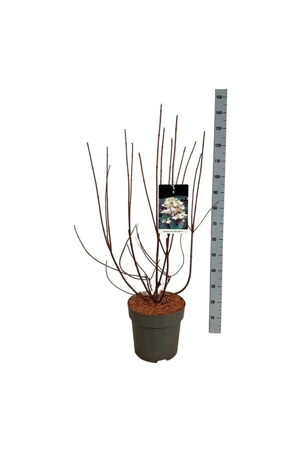 Hortensia Hydrangea Wims Red