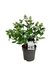 Hortensia Hydrangea Early Harry
