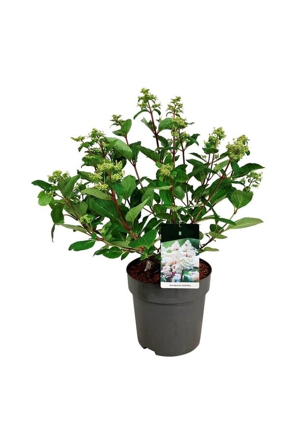 Hortensia Hydrangea Early Harry