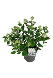Hortensia Hydrangea Early Harry