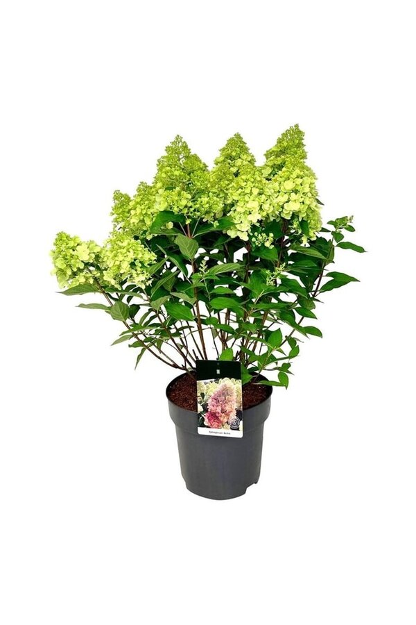 Hortensia Hydrangea Bonfire