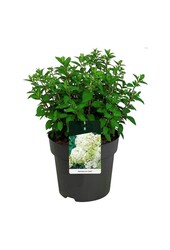 Hortensia Hydrangea Bobo
