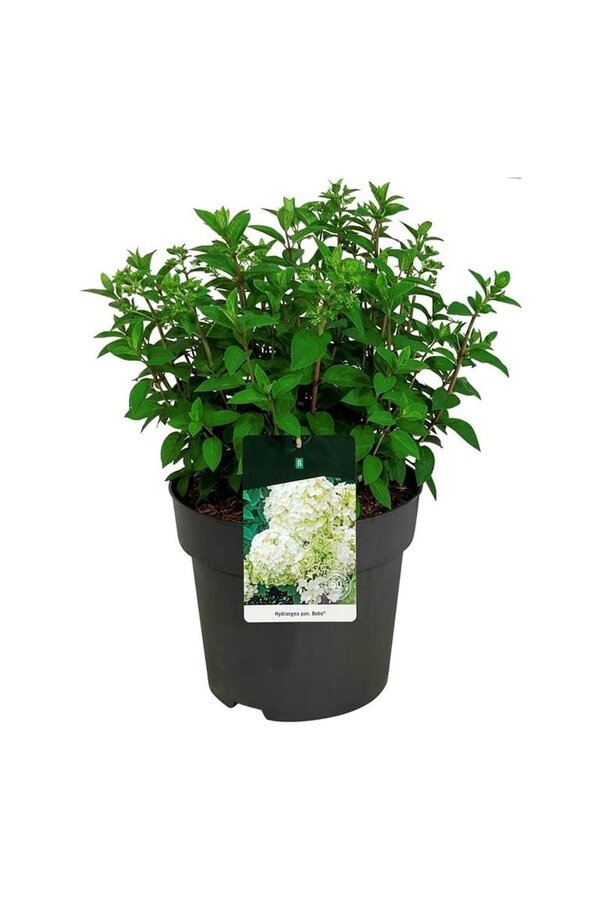 Hortensia Hydrangea Bobo