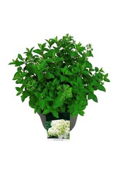Hortensia Hydrangea Bobo