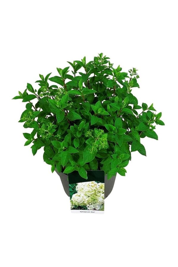 Hortensia Hydrangea Bobo