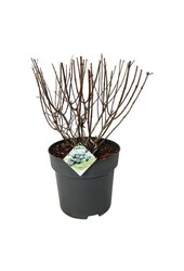 Hortensia Hydrangea Bobo