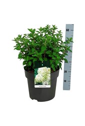 Hortensia Hydrangea Bobo