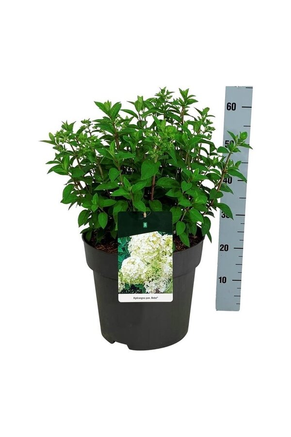 Hortensia Hydrangea Bobo