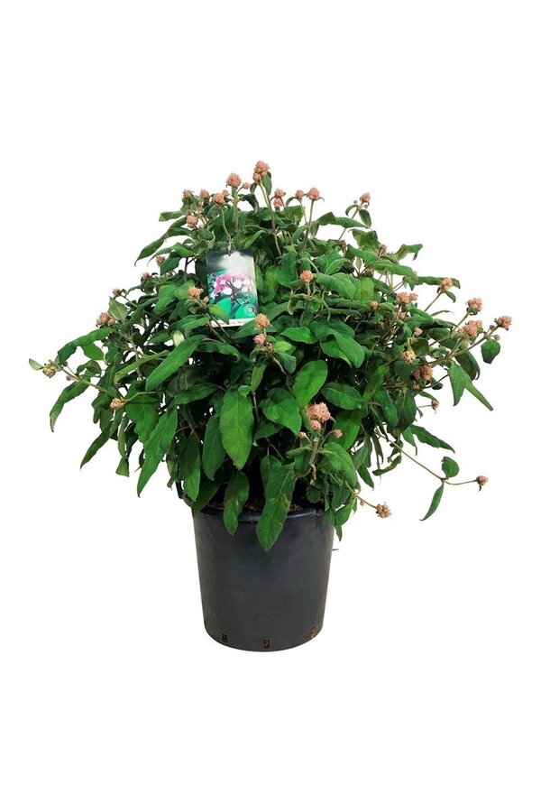 Hortensia Hydrangea Macrophylla