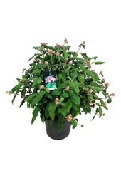 Hortensia Hydrangea Macrophylla