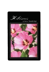Schoonvrucht Hibiscus Woodbridge