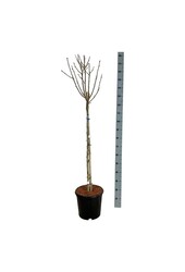 Callicarpa Hibiscus Marina