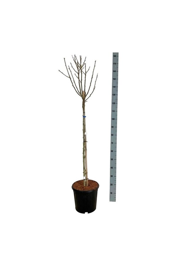 Callicarpa Hibiscus Marina