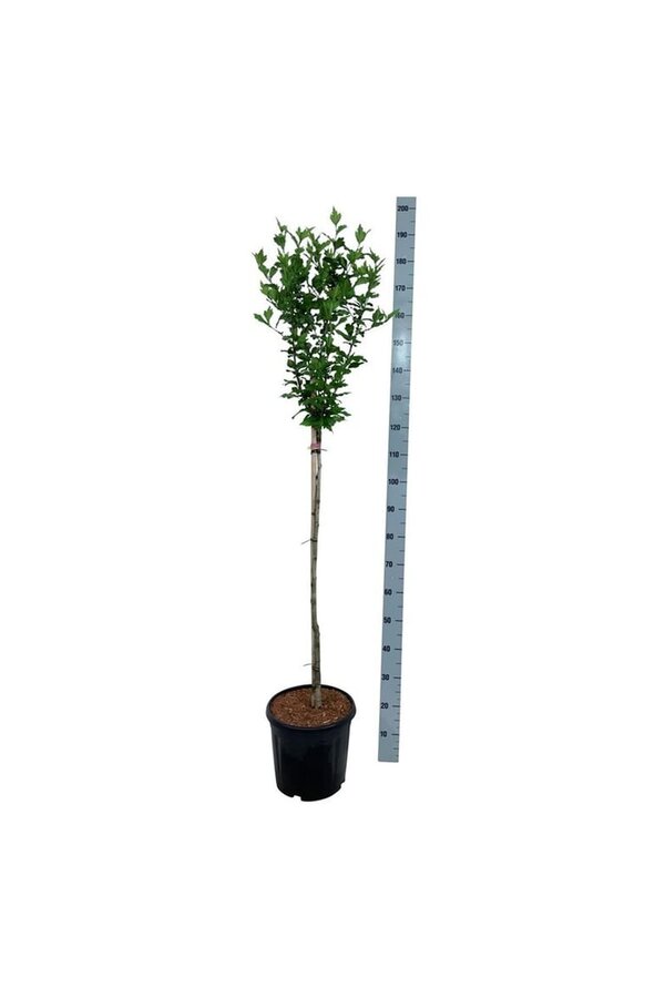 Belle-fruit Hibiscus Hamabo