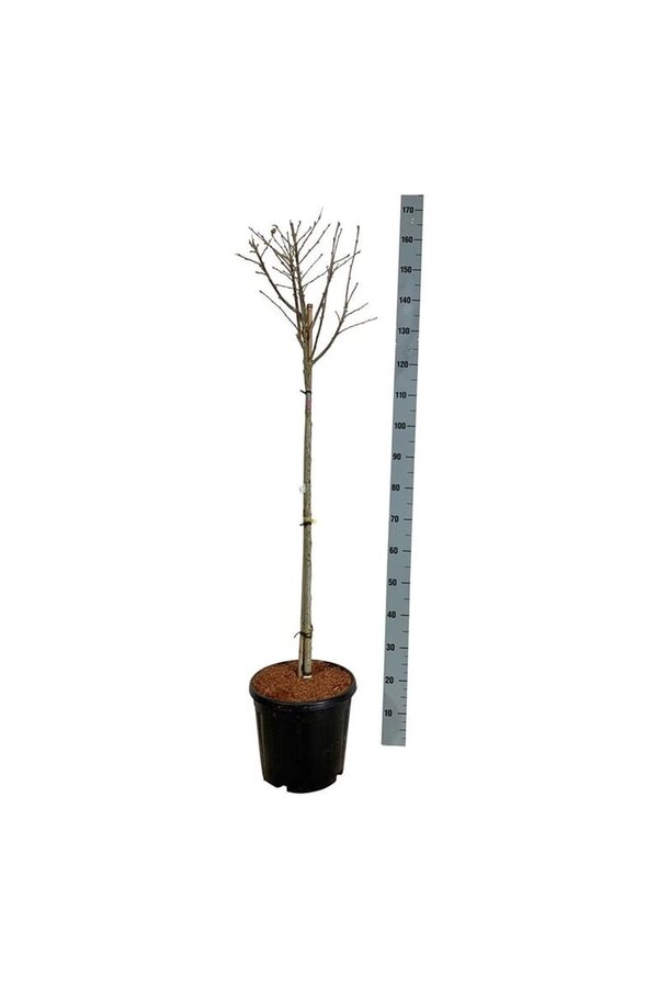 Schoonvrucht Hibiscus Hamabo