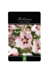 Schoonvrucht Hibiscus Hamabo