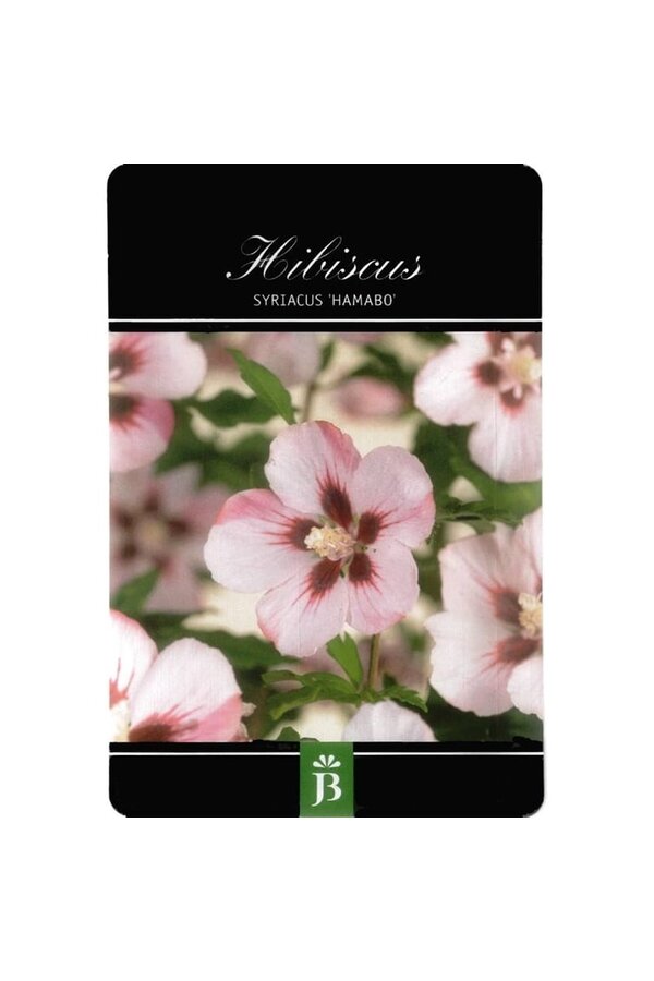 Schoonvrucht Hibiscus Hamabo