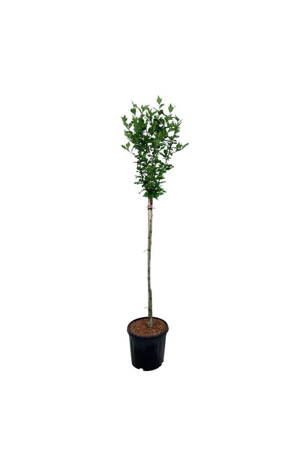 Schoonvrucht Hibiscus Hamabo