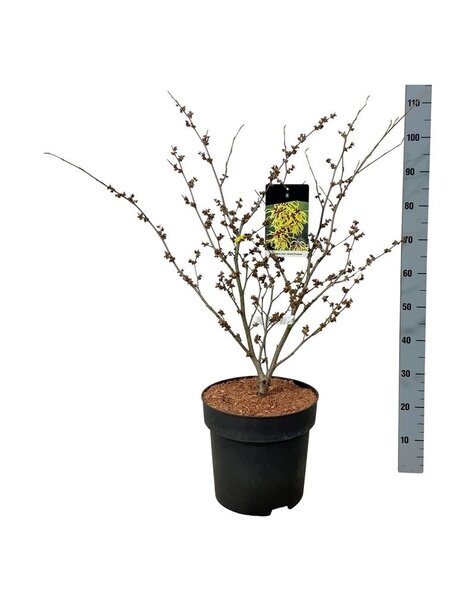 Hamamelis