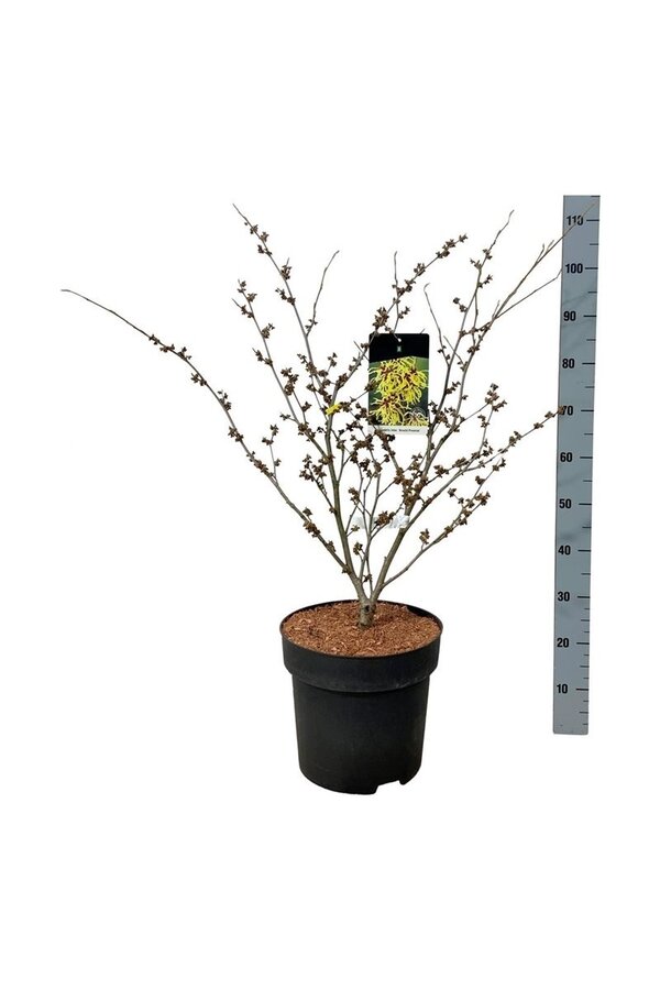Toverhazelaar Hamamelis Arnold Promise
