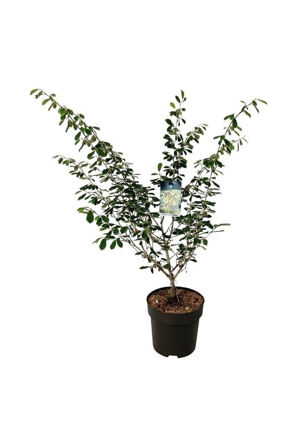 Hamamélis de Virginie Hamamelis Arnold Promise