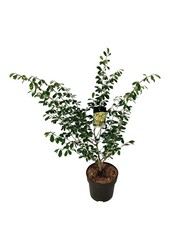 Hamamélis de Virginie Hamamelis Arnold Promise