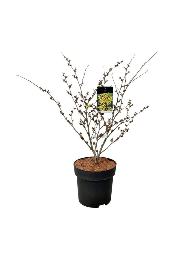 Toverhazelaar Hamamelis Arnold Promise