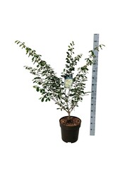 Hamamélis de Virginie Hamamelis Arnold Promise