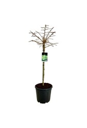 Japanse Notenboom Ginkgo biloba Mariken