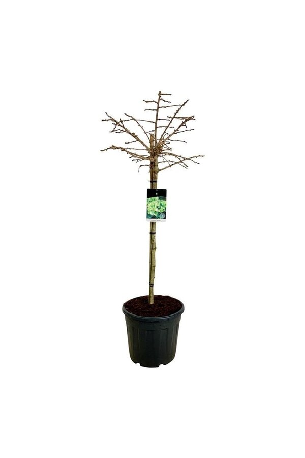 Japanse Notenboom Ginkgo biloba Mariken