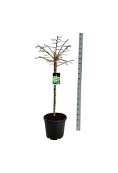 Japanse Notenboom Ginkgo biloba Mariken