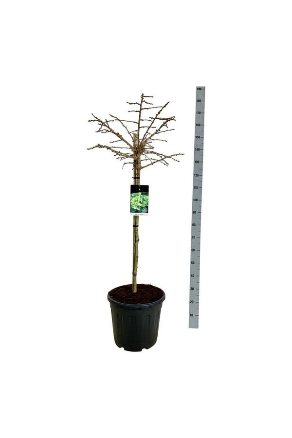 Japanse Notenboom Ginkgo biloba Mariken