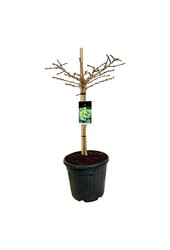 Japanse Notenboom Ginkgo biloba Mariken