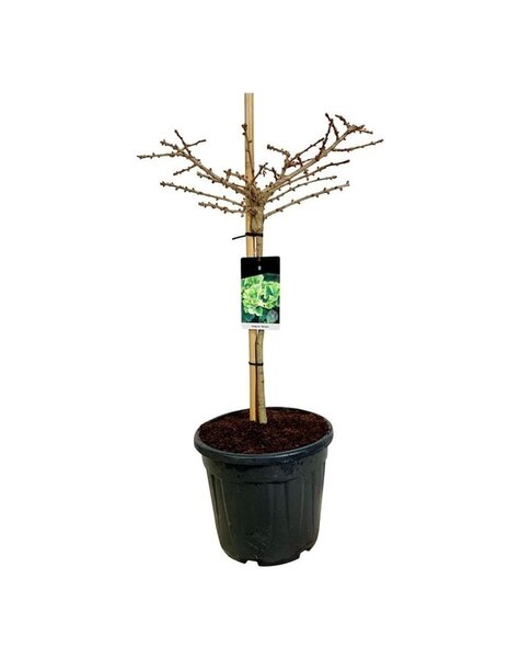 Ginkgo
